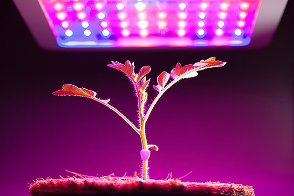 How to Choose Grow Light For Strawberries?